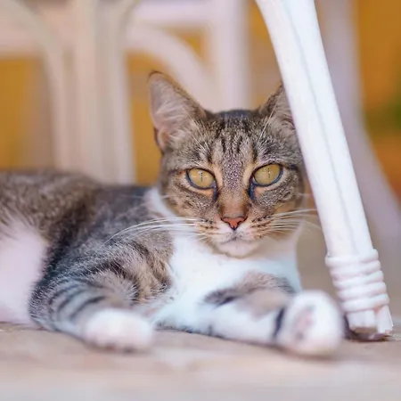 Il Piccolo Giardino & Breakfast 4*