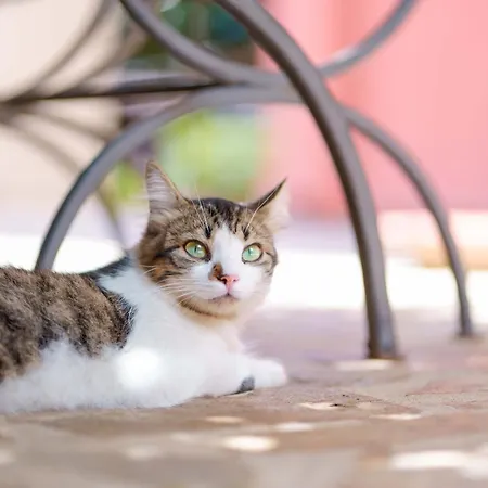 Il Piccolo Giardino & Breakfast Отель типа 