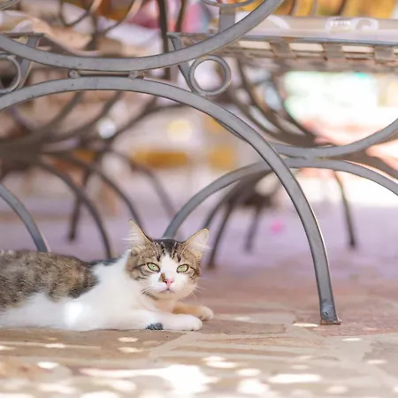 Il Piccolo Giardino & Breakfast B&B 빌라시미우스