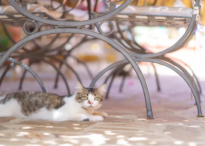 Il Piccolo Giardino & Breakfast فندق مبيت وإفطار فيلاّسيمِيوس