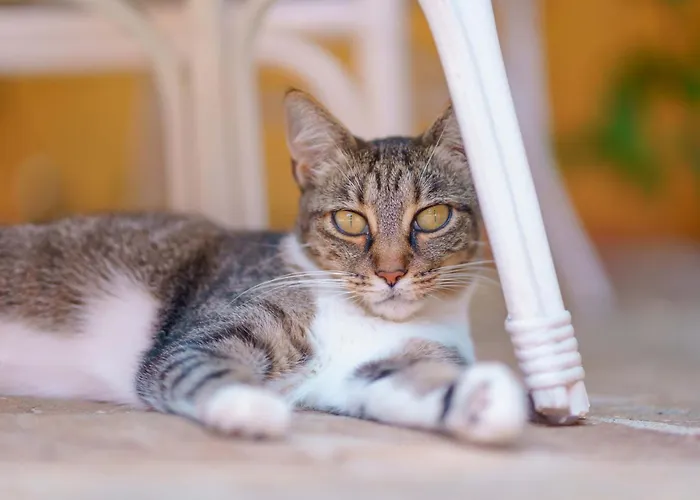 Il Piccolo Giardino & Breakfast 4*