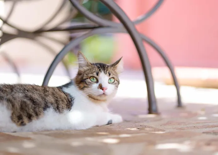 Il Piccolo Giardino & Breakfast Bed & Breakfast